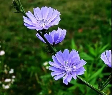 每日推薦 | 菊苣的養殖方法推薦 每日推薦 | 菊苣的養殖方法推薦