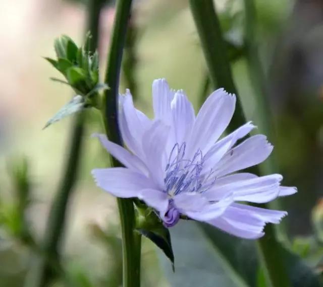 每日推薦 | 菊苣的養殖方法推薦 每日推薦 | 菊苣的養殖方法推薦