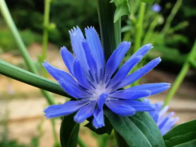 每日推薦 | 菊苣的養殖方法推薦 每日推薦 | 菊苣的養殖方法推薦