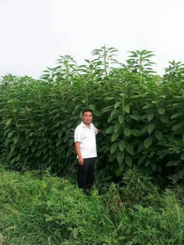 籽粒莧是一種什么植物,又什么作用 籽粒莧是一種什么植物,又什么作用