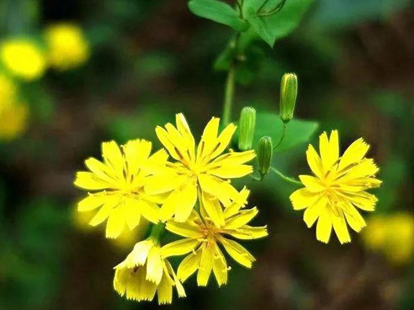 山野花系列------苦荬菜牧草種子 山野花系列------苦荬菜牧草種子