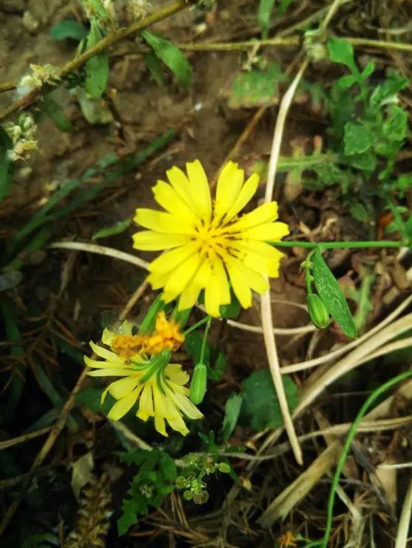 苦荬菜簡單介紹與營養價值 苦荬菜簡單介紹與營養價值
