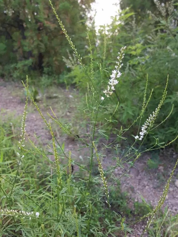 每日一種植——草木樨(狀黃耆) 每日一種植——草木樨(狀黃耆)