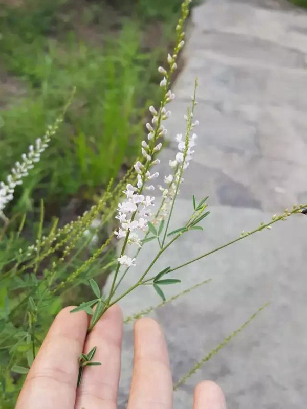 每日一種植——草木樨(狀黃耆) 每日一種植——草木樨(狀黃耆)