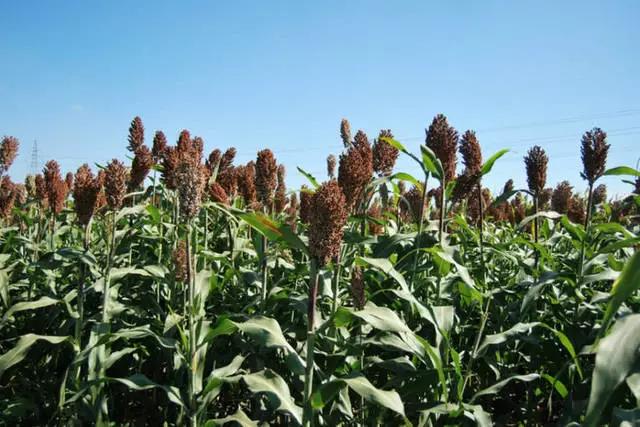 “北方”牧草種子——甜高粱，不僅用途廣，效益更是高！