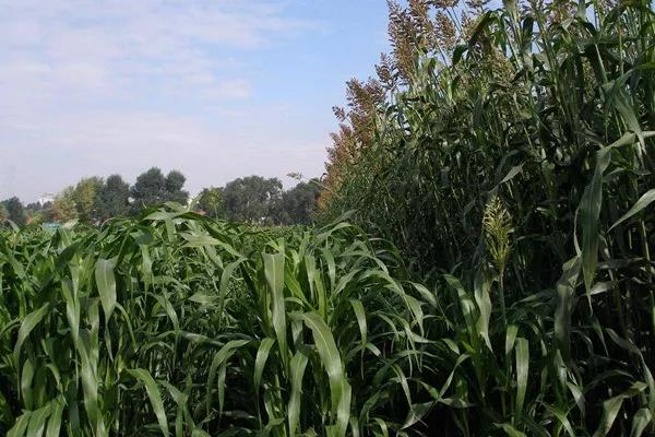 甜高粱喂牛的方法？注意方法是什么！