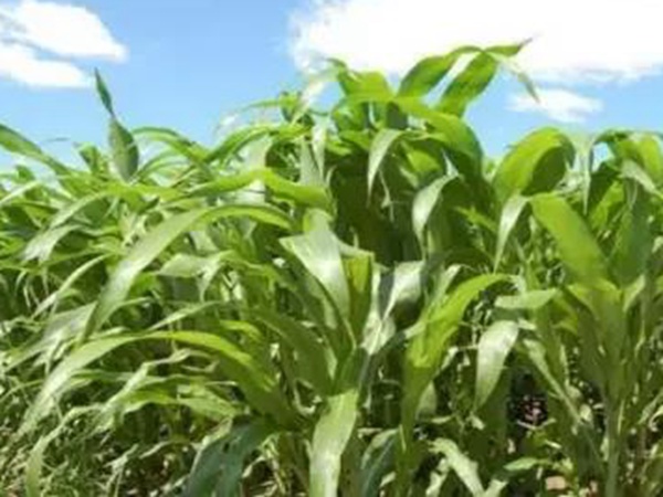甜高粱栽培技術與管理方法 甜高粱栽培技術與管理方法