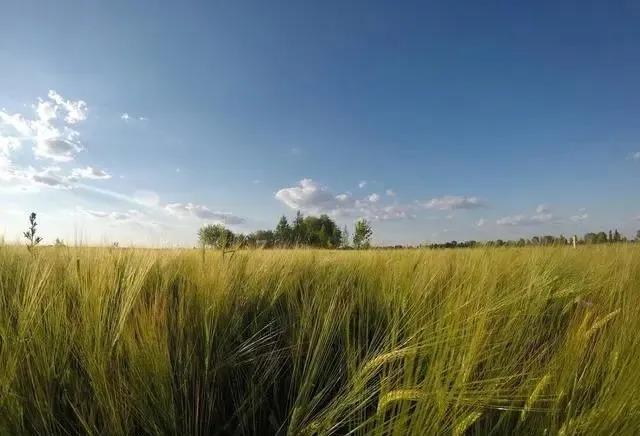 啤飼大麥病蟲害,防治研究方法有哪些,這里有幾個方法 啤飼大麥病蟲害,防治研究方法有哪些,這里有幾個方法