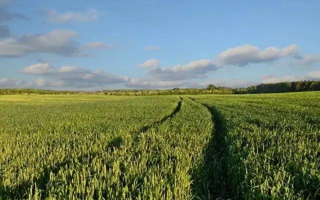 啤飼大麥病蟲害,防治研究方法有哪些,這里有幾個方法 啤飼大麥病蟲害,防治研究方法有哪些,這里有幾個方法