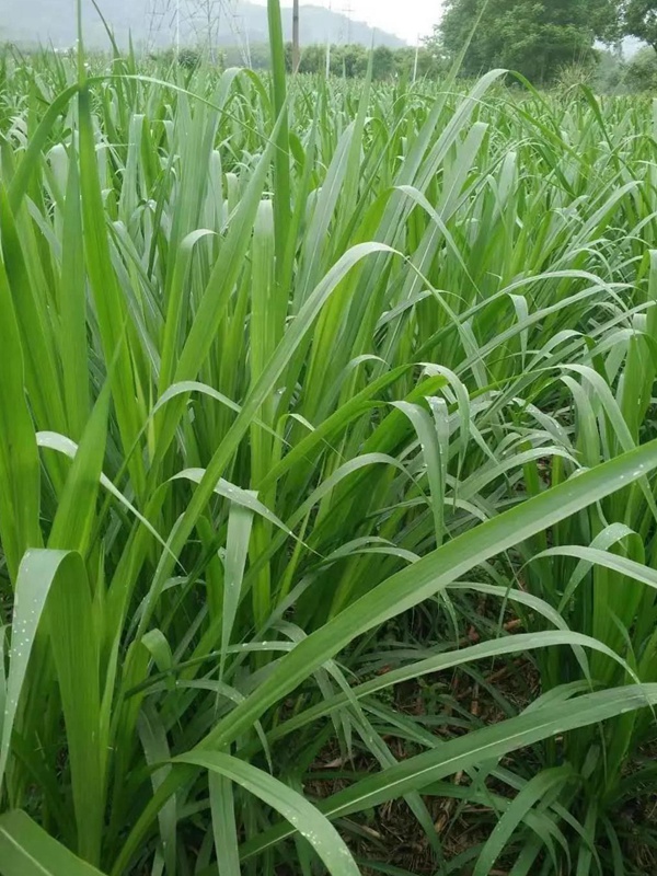 養(yǎng)魚(yú)種什么草種好？皇竹草喂草魚(yú)效果好，有什么方法