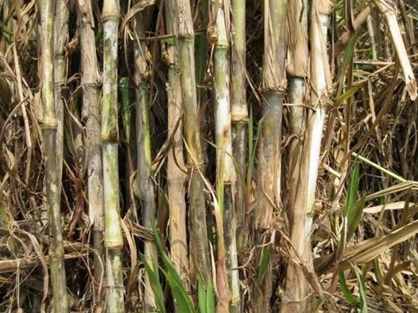 皇竹草如何種植,種植方法有哪些 皇竹草如何種植,種植方法有哪些