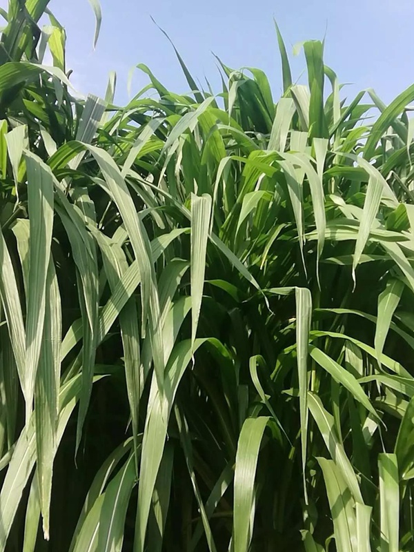 皇竹草介紹以及栽培技術(shù)