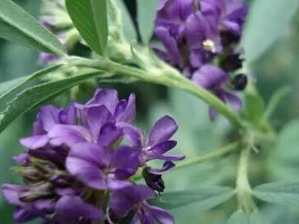 進口紫花苜蓿種子播種時間與管理方法 進口紫花苜蓿種子播種時間與管理方法