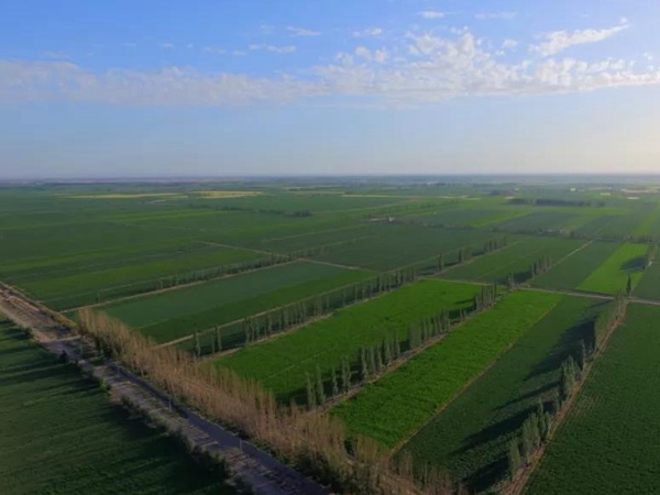 高品質紫花苜蓿牧草種子——阿爾岡金 高品質紫花苜蓿牧草種子——阿爾岡金
