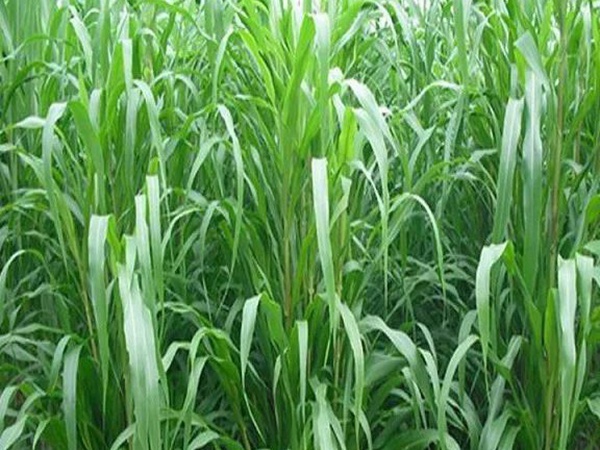 蘇丹草介紹以及主要價值,生長速度 蘇丹草介紹以及主要價值,生長速度