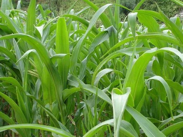 「蘇丹草」的種植方法以及種植方式