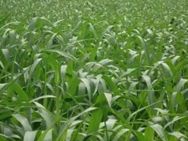 蘇丹草喂牛一畝可養(yǎng)幾頭牛,種植技術(shù)要點是什么 蘇丹草喂牛一畝可養(yǎng)幾頭牛,種植技術(shù)要點是什么