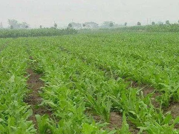 串葉松香草人工種植的時候怎么樣能高產? 串葉松香草人工種植的時候怎么樣能高產?