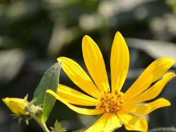 高產量優質牧草種子---串葉松香草 高產量優質牧草種子---串葉松香草