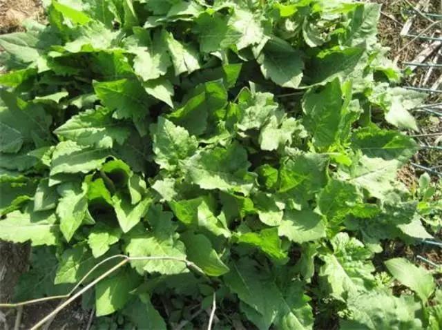 牧草養(yǎng)豬---串葉松香草種子栽培方法