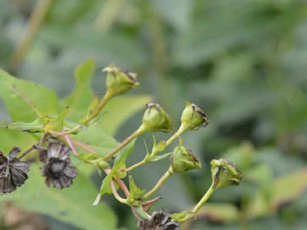 牧草種子介紹丨串葉松香草形態特征以及主要價值 牧草種子介紹丨串葉松香草形態特征以及主要價值