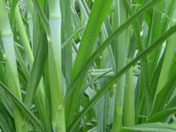 象草是一種高價(jià)值的飼料，種植栽培方法是什么