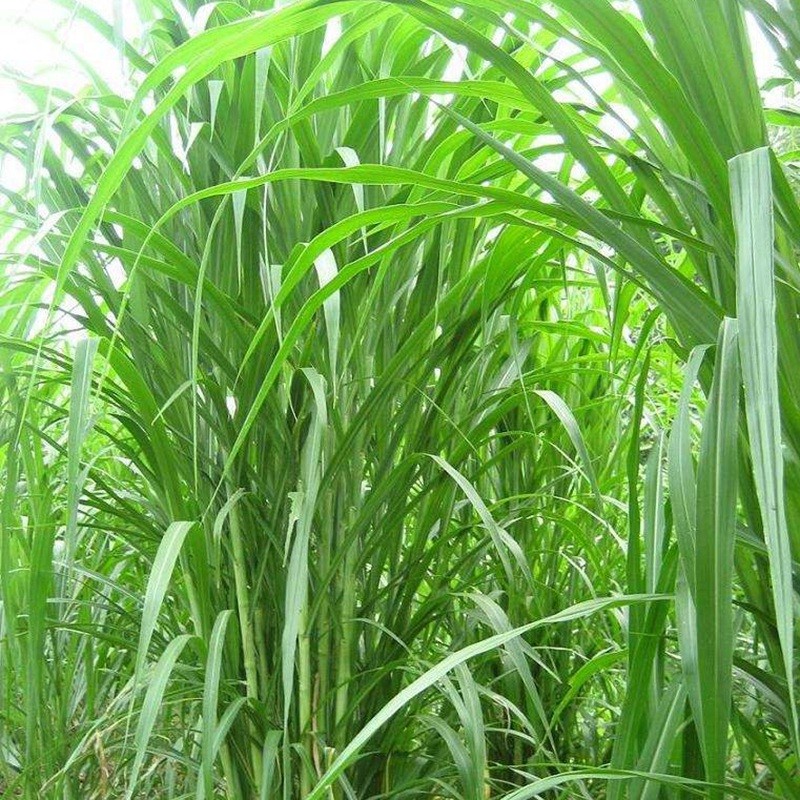 喂兔最佳牧草——甜象草簡單介紹 喂兔最佳牧草——甜象草簡單介紹