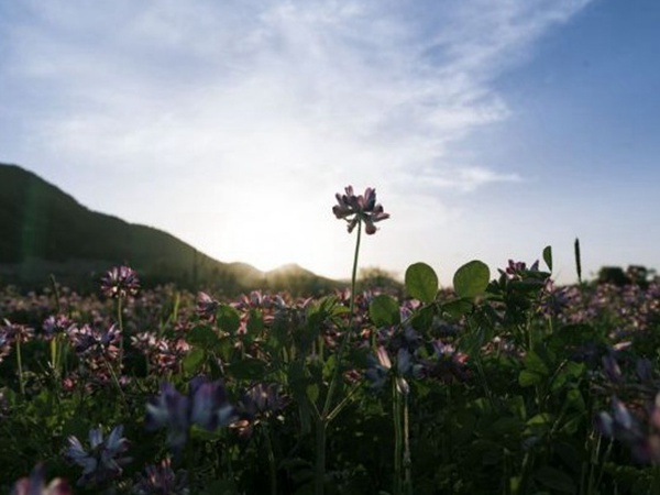 誤入人間的天使——紫衣花海的紫云英