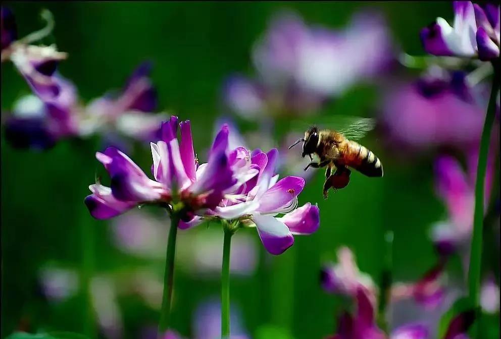 美麗的紫云英播種方法以及管理技術 美麗的紫云英播種方法以及管理技術