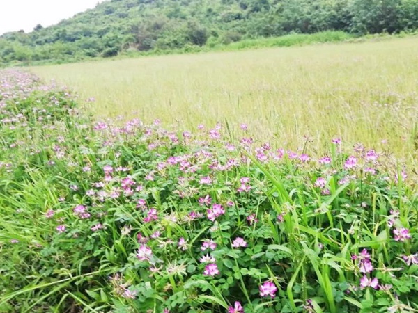 “草籽花”紫云英——滿滿的美好回憶 “草籽花”紫云英——滿滿的美好回憶