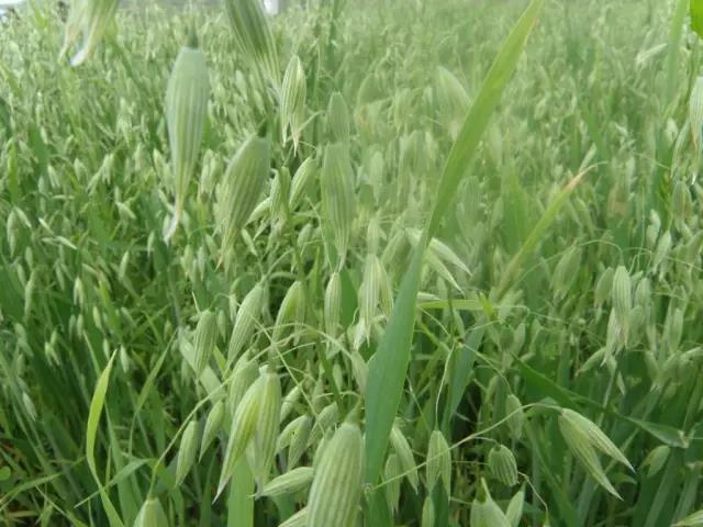 燕麥栽培技術(shù)以及播種方法