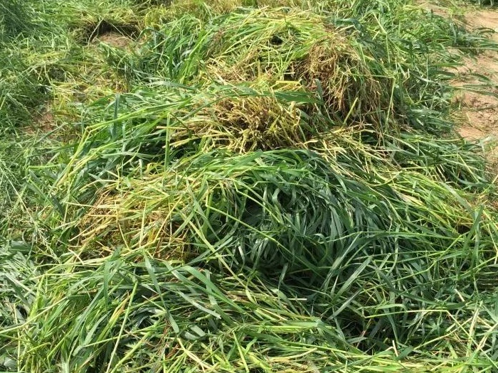 綠肥-黑麥草牧草種子【一年生黑麥草、冬牧-70】