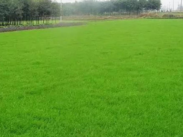 黑麥草應(yīng)該怎么樣補(bǔ)播比較好? 黑麥草應(yīng)該怎么樣補(bǔ)播比較好?