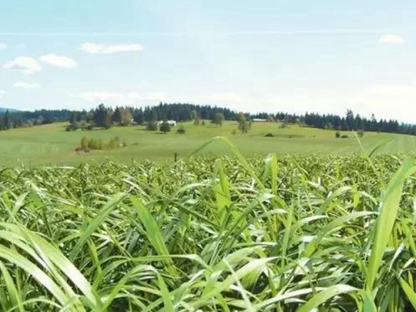 高產(chǎn)優(yōu)質(zhì)牧草一年生黑麥草品種—牧大師（Grazemaster）