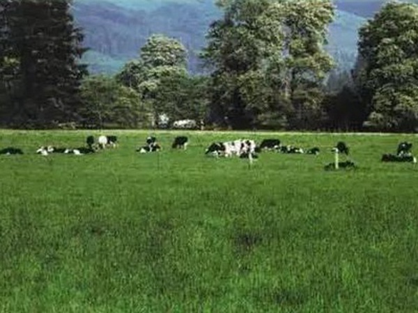 超越冬一年生黑麥草—冬鷹(Winter Hawk)耐寒能力強 超越冬一年生黑麥草—冬鷹(Winter Hawk)耐寒能力強
