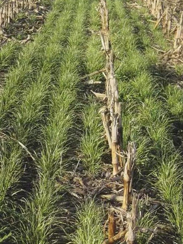 超越冬一年生黑麥草—冬鷹(Winter Hawk)耐寒能力強 超越冬一年生黑麥草—冬鷹(Winter Hawk)耐寒能力強
