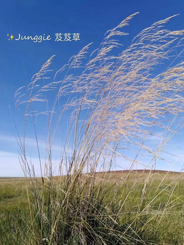 芨芨草飼用價值?——耐寒耐旱耐鹽堿 芨芨草飼用價值?——耐寒耐旱耐鹽堿