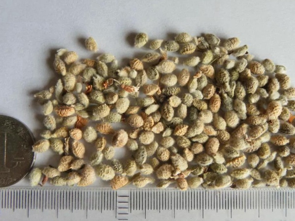 花棒主要價(jià)值，適合什么樣的環(huán)境下生長(zhǎng)