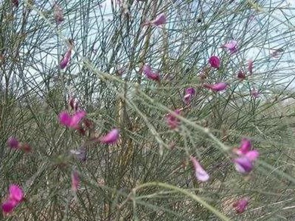 常見植物花棒——耐旱、喜光樹種 常見植物花棒——耐旱、喜光樹種