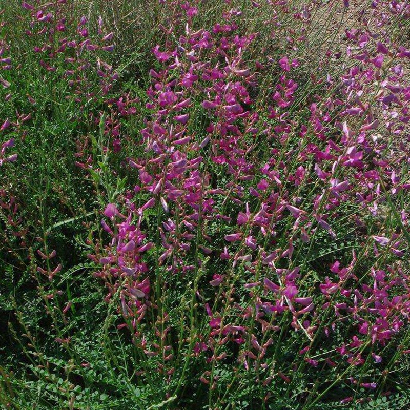 紅豆草的栽培技術(shù)與管理方法 紅豆草的栽培技術(shù)與管理方法