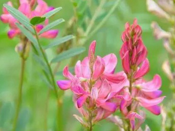 紅豆草莖點霉葉斑病及其防治 紅豆草莖點霉葉斑病及其防治