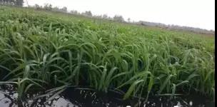 龍蝦養(yǎng)殖中小米草如何種植效益比較好 龍蝦養(yǎng)殖中小米草如何種植效益比較好