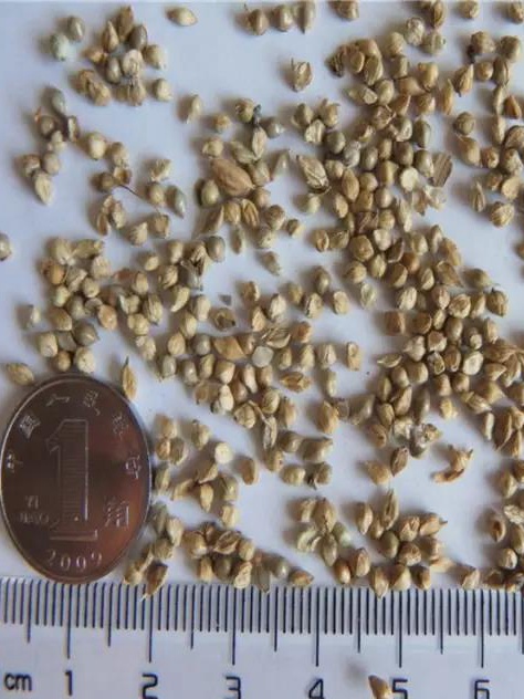 牧草種子——湖南稷子特性以及栽培技術(shù) 牧草種子——湖南稷子特性以及栽培技術(shù)