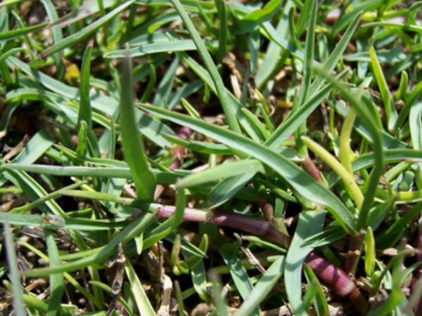 園林綠化中草坪種類的分類與鑒別要點