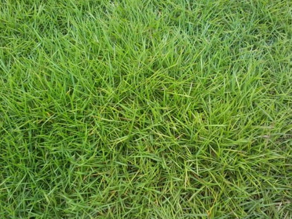 園林綠化中草坪種類的分類與鑒別要點