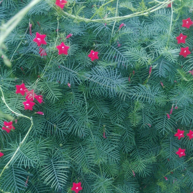 羽葉蔦蘿 羽葉蔦蘿