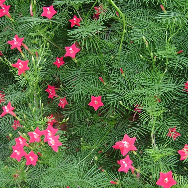 羽葉蔦蘿 羽葉蔦蘿