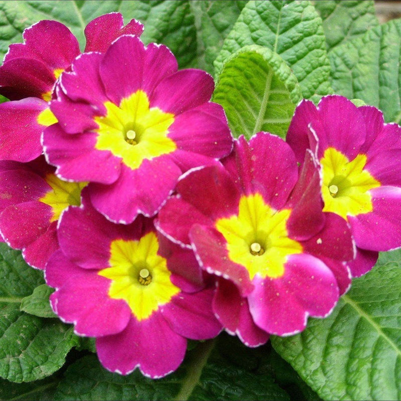 歐洲報(bào)春 歐洲報(bào)春