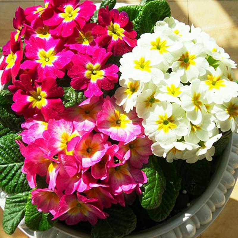 歐洲報(bào)春 歐洲報(bào)春