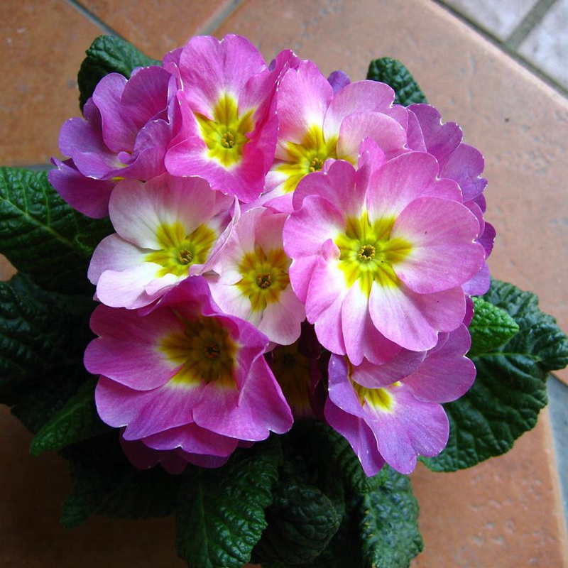 歐洲報(bào)春 歐洲報(bào)春